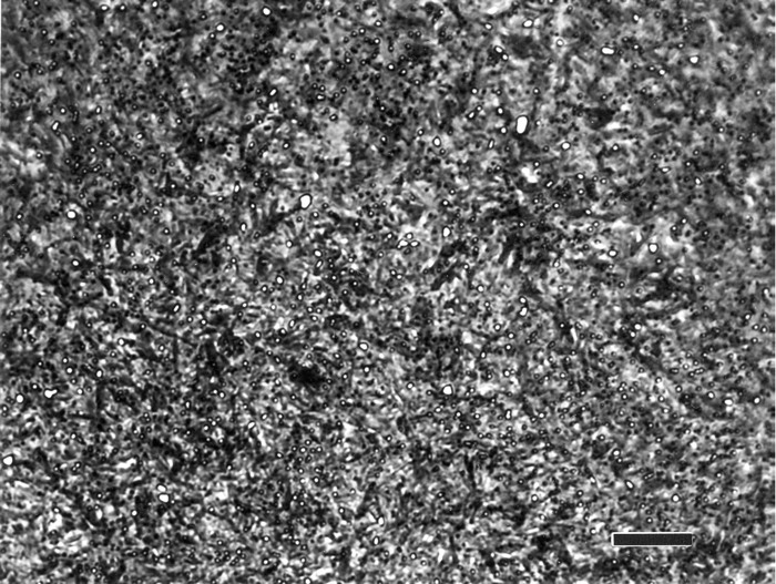 carolina martensite ca8522