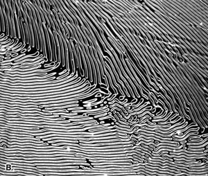 Metallographic Imaging Modes