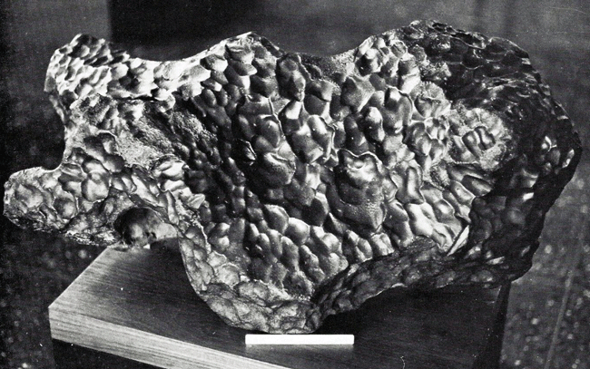Figure 4: This 350 kg piece from Gibeon is at the Max-Planck-Institut in Heidelberg. It is also well preserved and exhibits the same characteristics as the Canyon Diablo piece in Fig. 2. The ruler at the base of the mass is 15 cm long. Photo courtesy of Dr. Vagn Buchwald [1].